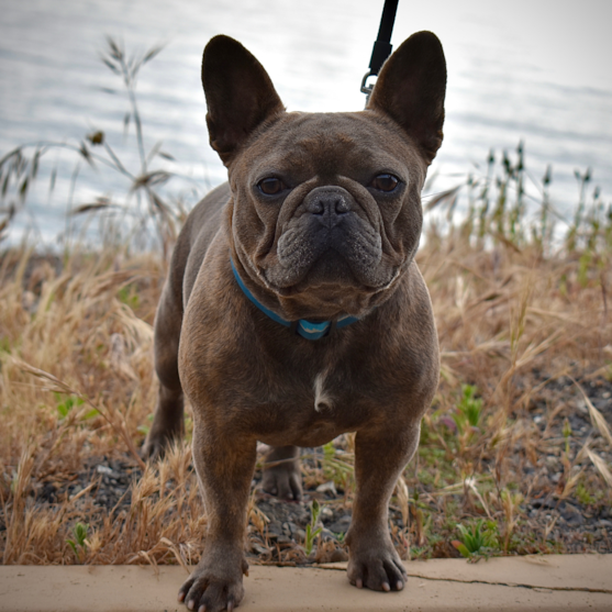 French Bulldog Puppies For Sale - Seaside Pups